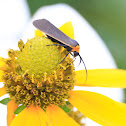 Yellow-collared Scape Moth