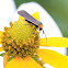 Yellow-collared Scape Moth