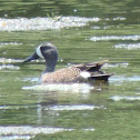 Blue-winged Teal Duck