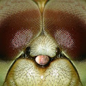 Dragon Fly 
