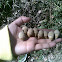Acorns