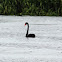 Black Swan