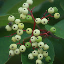 Red-osier Dogwood