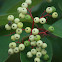 Red-osier Dogwood