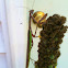 Praying mantis