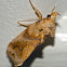 Moonseed moth