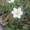 Anemone