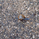 Glass Snail
