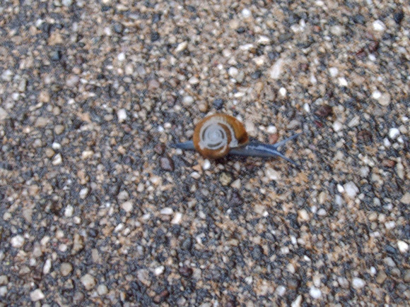 Spotting Image 1