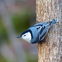 White-breasted Nuthatch