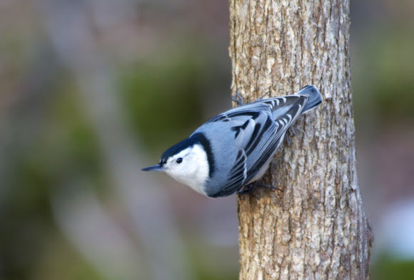 Spotting Image 1