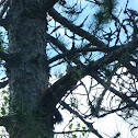 American Marten