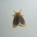 Moth