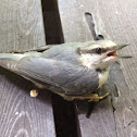 Eurasian nuthatch