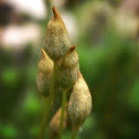 Haircap Moss, calyptras