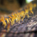 Calocera cornea