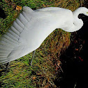 The Great Egret