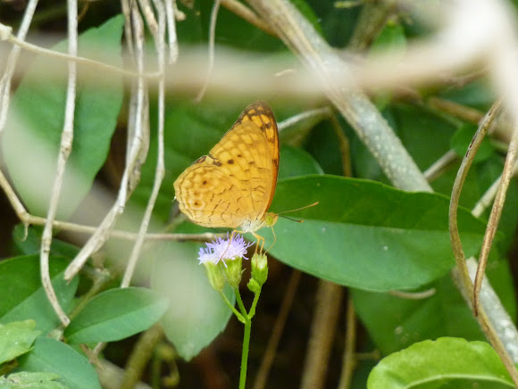 Spotting Image 1