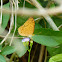 Common Leopard