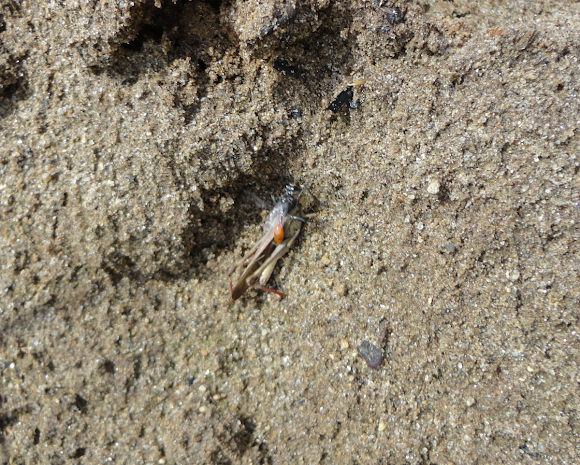 Spotting Image 1