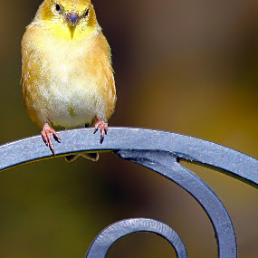 Goldfinch Spiral. by Andrew Lawlor - Artistic Objects Other Objects ( bill, avian, finch, spiral, feather, birding, bird, gold finch, nature, metal, beak, gold, natural, goldfinch )