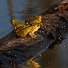 Pool Frog