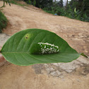 Caterpillar