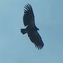 Condor
