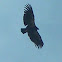 Condor
