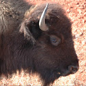 American Bison
