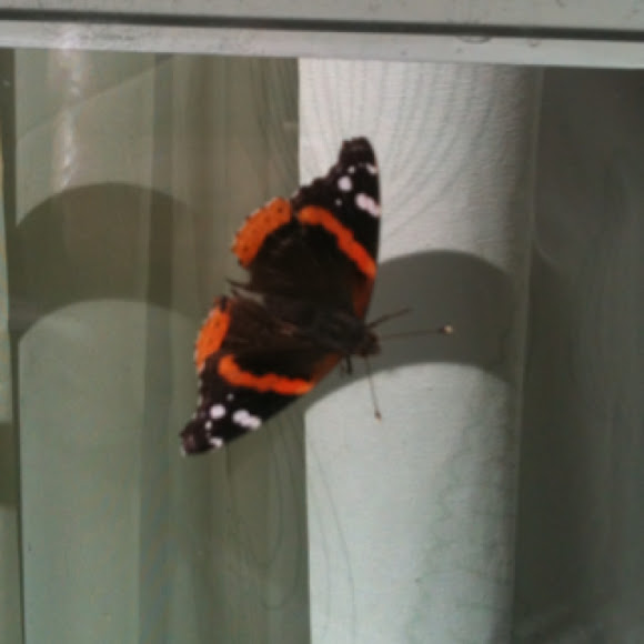 Spotting Image 1