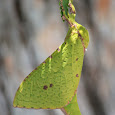 Moths of the World