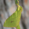 Splendid Ghost Moth (female)