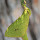 Moths of the World