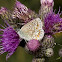 Common Blue