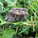 Eastern American Toad