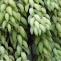 Sedum (donkeys tail)