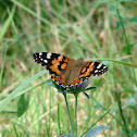 Painted Lady