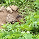 Groundhog, woodchuck