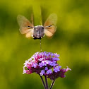 Hummingbird hawk-moth