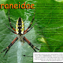 Garden spider