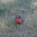 White-browed blackbird; pecho colorado