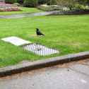 Crow