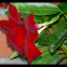 Mandevilla