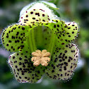 Gesneriaceae
