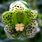 Gesneriaceae