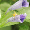 Burmese Lynx Spider