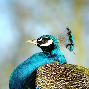 peacock by JenWil   - Animals Birds