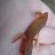 Red-Spotted Newt