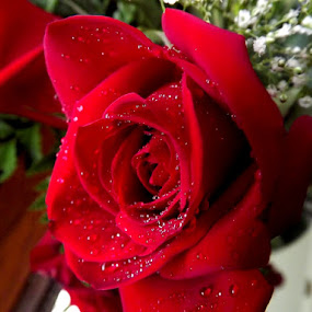 Glistening Red Rose by Colleen Legree - Nature Up Close Flowers ( rose, red, babybreath, nature, waterdrops, flower )